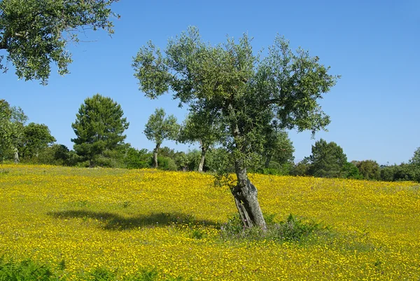 Olive tree wildflower meadow 01 — Stock Photo, Image