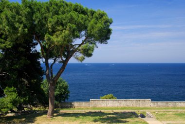 Rovinj çam 02