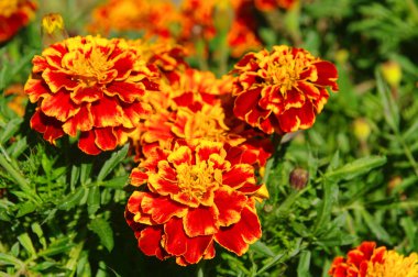 Tagetes 22 clipart