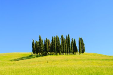 Cypress trees on the field clipart