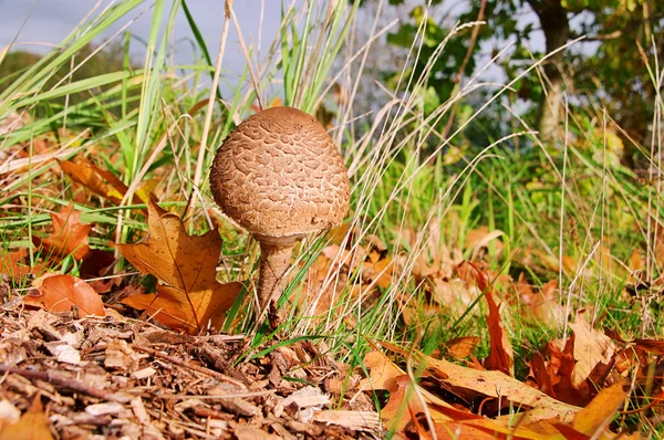 Parasol mushroom 13 — Stock Photo, Image