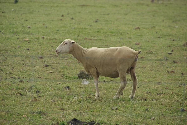 Sheep 23 — Stock Photo, Image