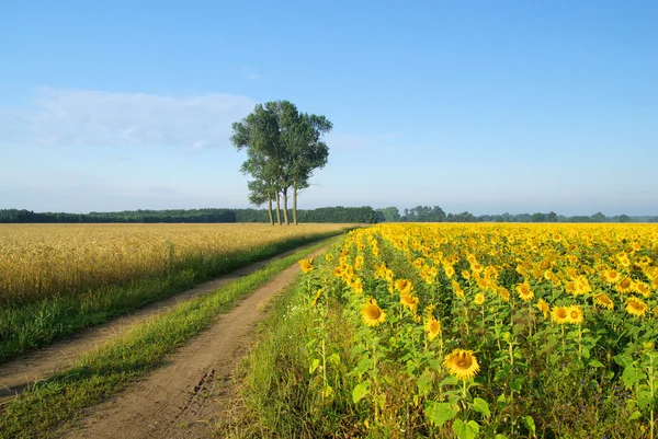 Zonnebloemen veld 06 — Stockfoto