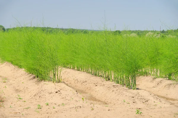 Asparagus field 24 — Stock Photo, Image