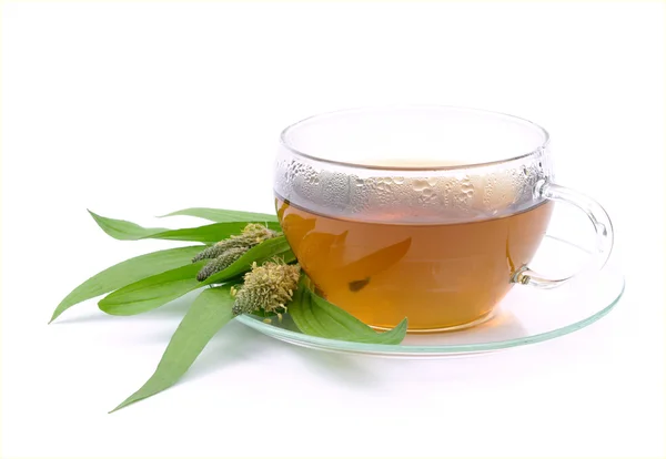 Herbata ribwort babki 07 — Zdjęcie stockowe