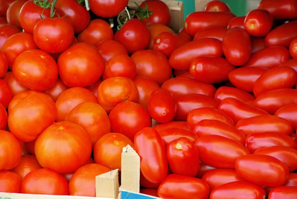 Tomate 34 — Fotografia de Stock