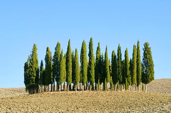 Toscana skog hösten 03 — Stockfoto