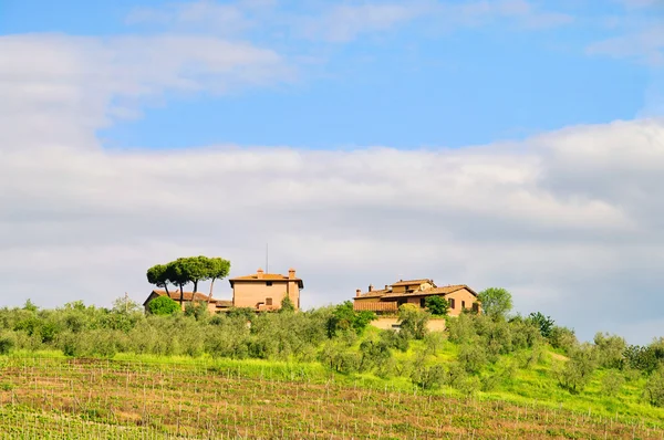 Vinha da Toscana 01 — Fotografia de Stock