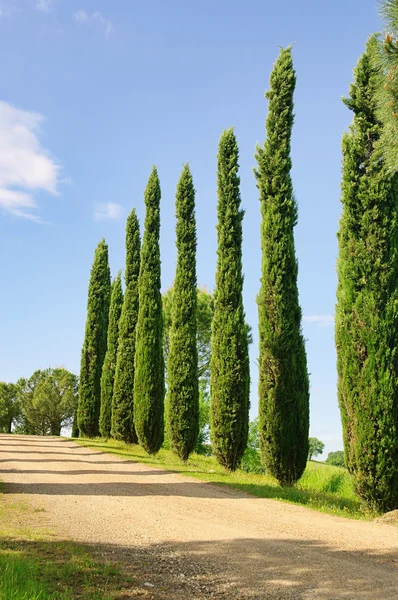 Tuscany cypress in Italy — Stock Photo, Image