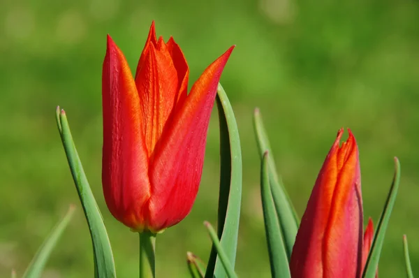 Tulipa vermelha 14 — Fotografia de Stock