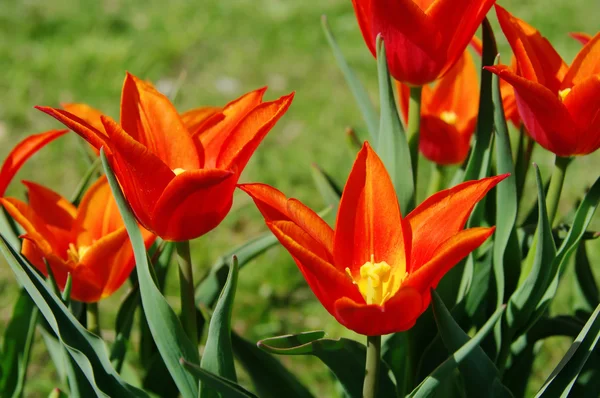 Tulipano rosso 20 — Foto Stock