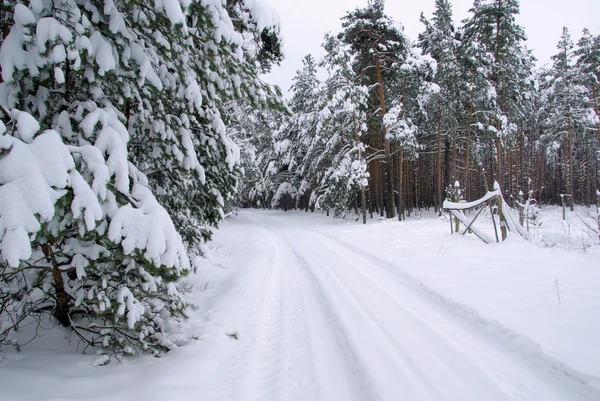 Floresta no inverno 40 — Fotografia de Stock