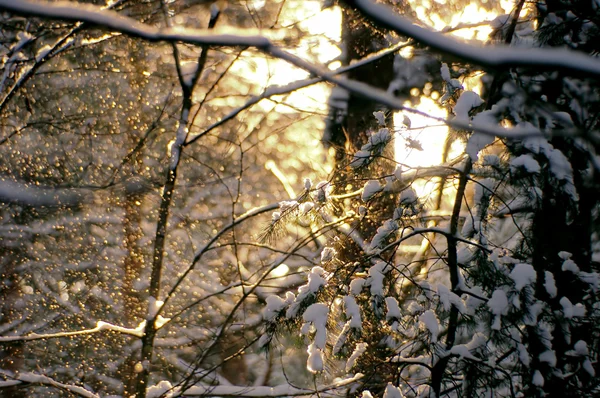 stock image Forest in winter 63