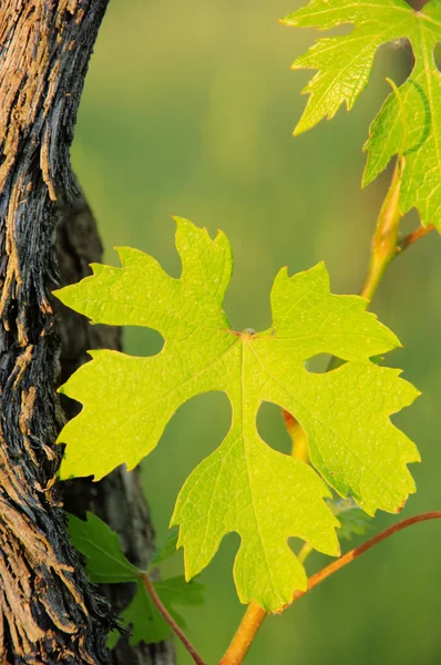 Листья винограда весной 01 — стоковое фото
