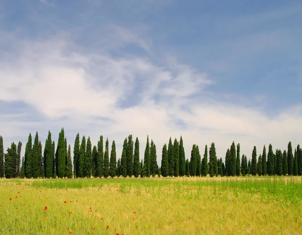Avenida Cypress na Toscana, Itália — Fotografia de Stock