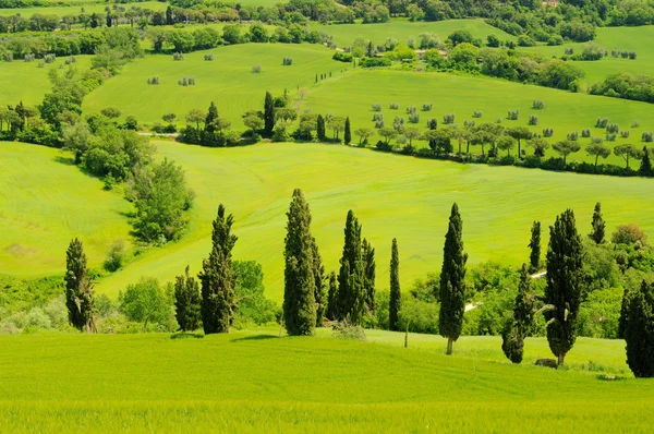 Curva de ciprés en Toscana, Italia — Foto de Stock