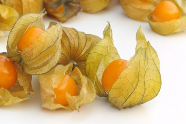 Physalis 05