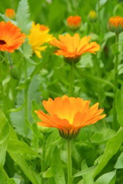 Calendula 31