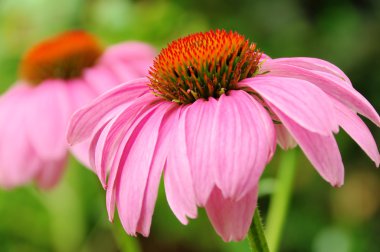 Mor Coneflower 42