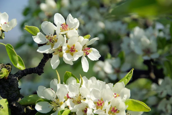 Kwitnienia drzew gruszy 51 — Zdjęcie stockowe