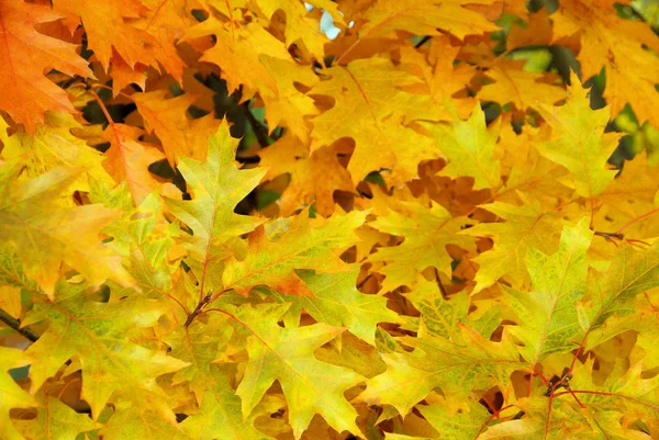 Grappe de feuilles de chêne 02 — Photo