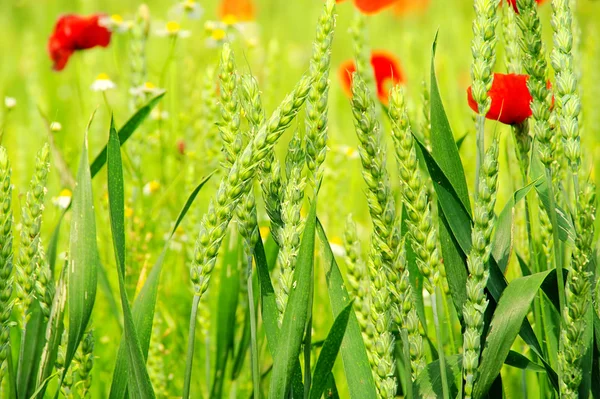 Corn poppy in field 05 — Stock Photo, Image