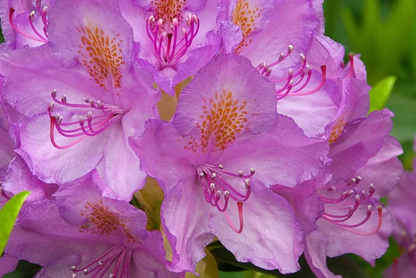 Rhododendron 03 — Stockfoto