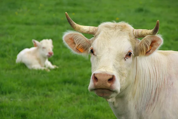 Корова 24 — стоковое фото