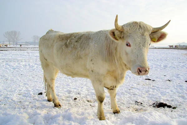 Vaca 43 — Fotografia de Stock
