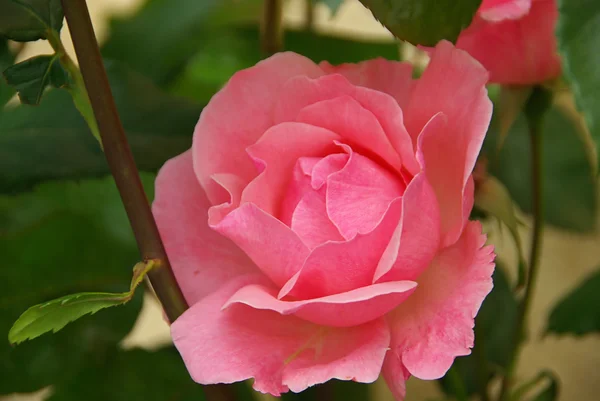 Rose 27 — Stock Photo, Image