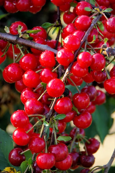 Sour cherry 04 — Stock Photo, Image