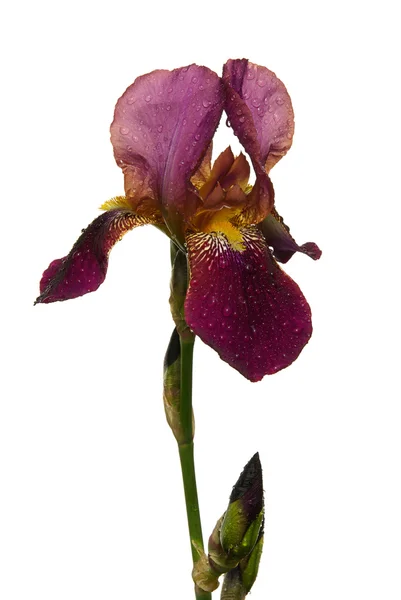 34 de iris — Foto de Stock