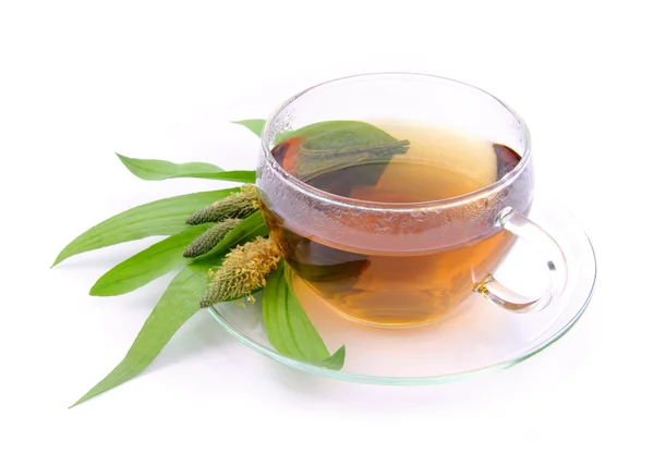 Tea ribwort plantain 08 — Stock Photo, Image