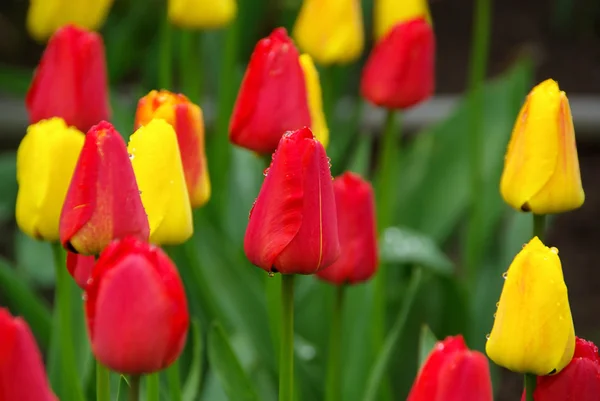 Tulipano 55 — Foto Stock