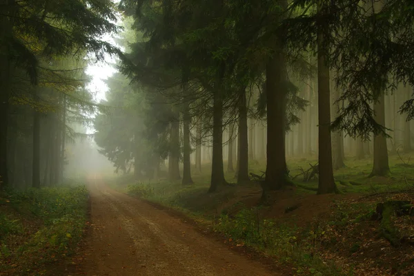 Forest in fog 18 — Stock Photo, Image