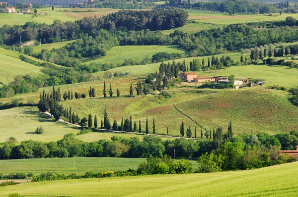 Curva de cipreste em Toscana, Italia — Fotografia de Stock