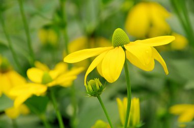 Rudbeckia nitida 01