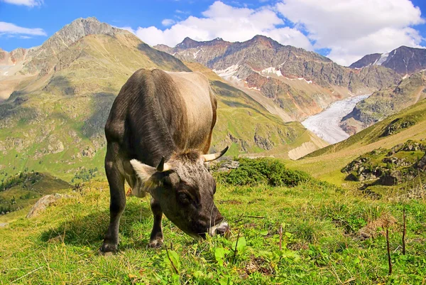 Альпийская корова 21 — стоковое фото