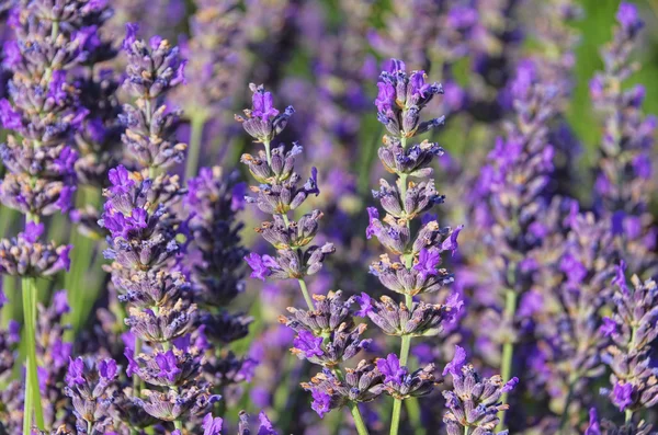 Lavender 59 — Stock Photo, Image