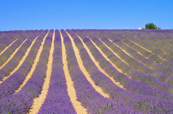 Lavender field 02 — Stock Photo, Image