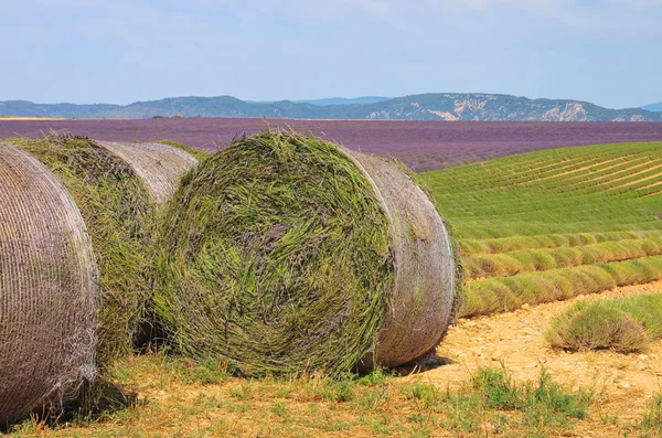 Lavendel fält skörd 01 — Stockfoto