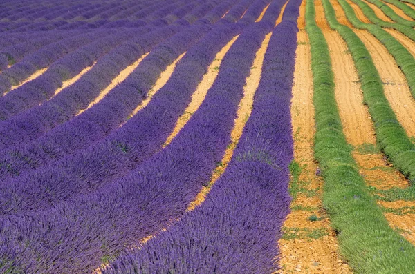 Lavender field harvest 02 — Stock Photo, Image