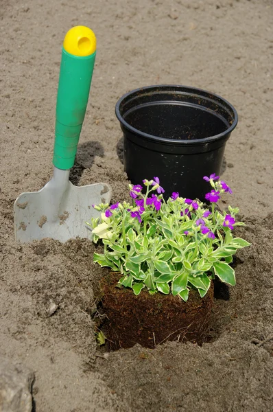 Buske plantering 18 — Stockfoto