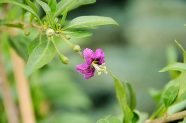 Goji berry çiçek 01