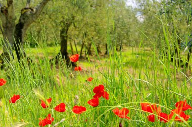 mısır haşhaş olive Grove 03