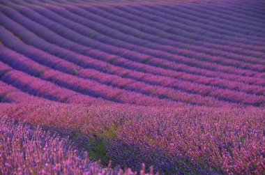 Lavender field 04 clipart