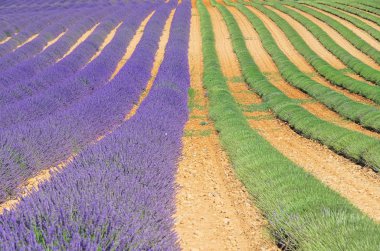 Lavender field harvest 03 clipart