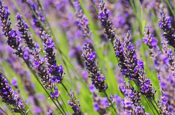 Lavendel 57 — Stockfoto