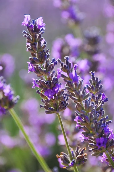 Lavendel 60 — Stockfoto