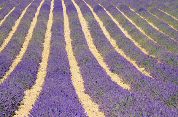 Lavender field 01 — Stock Photo, Image